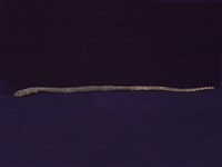 藏品(黑背海蛇)的圖片